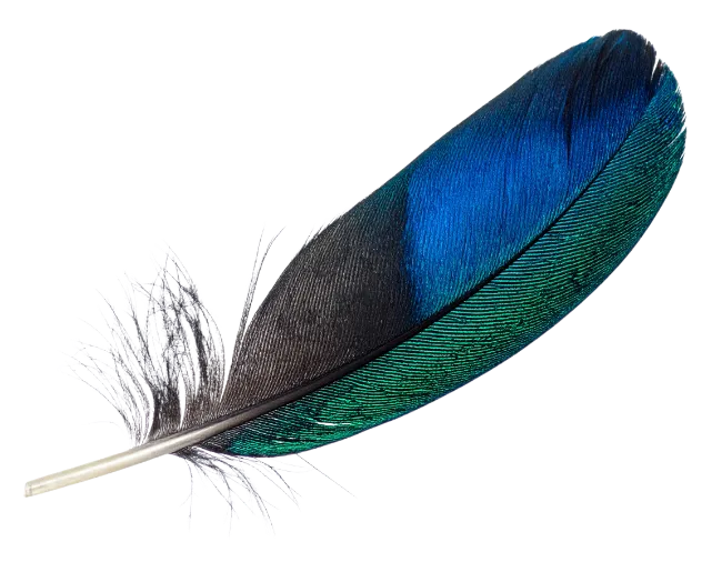 Iridescent Blue and Green Bird Feather