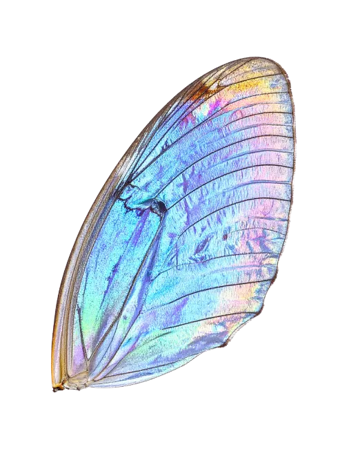 Iridescent Blue Morpho Butterfly Wing