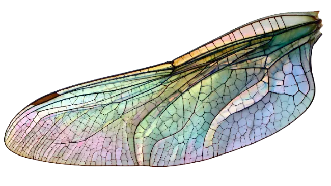 Iridescent Dragonfly Wing Close Up