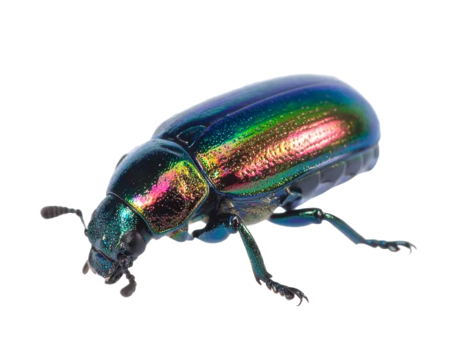 Iridescent Green Beetle