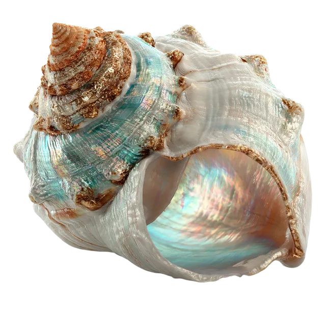 Iridescent Sea Shell Ocean Treasure