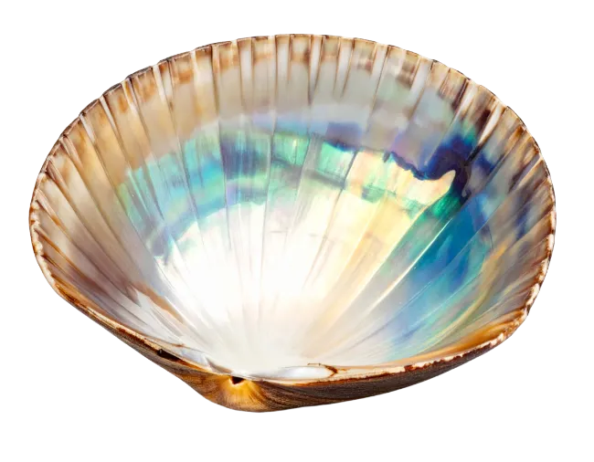 Iridescent Seashell Bowl