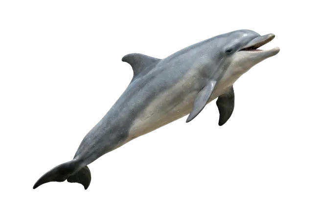 Jumping Bottlenose Dolphin