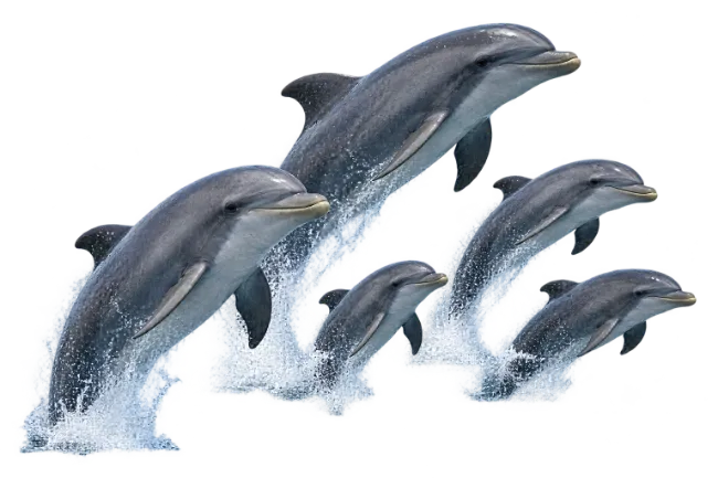 Jumping Dolphins Pod in Ocean Water