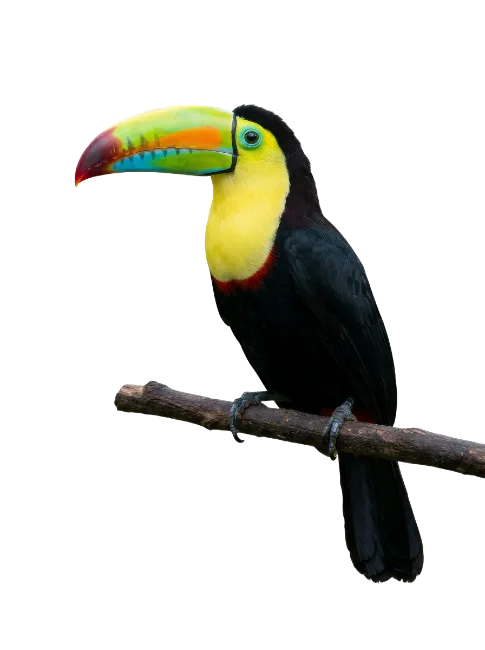 Keel-billed Toucan Bird Perched on Branch