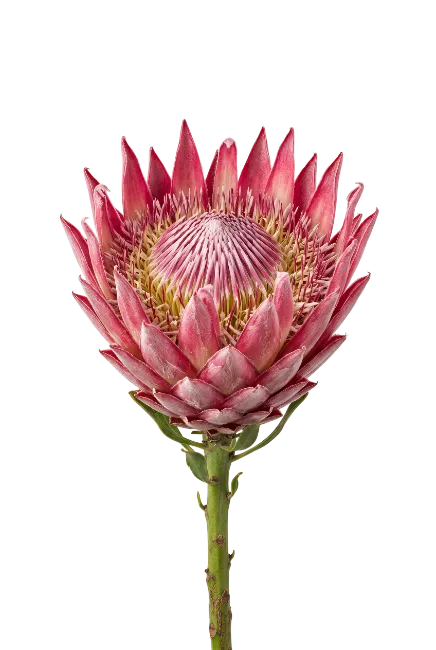 King Protea Flower Stem Isolated