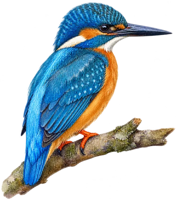 Kingfisher Bird Illustration on a Branch