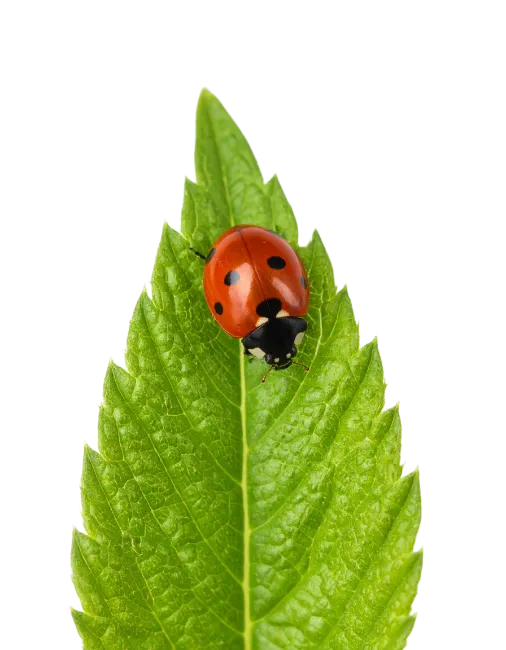 Ladybug on Green Leaf