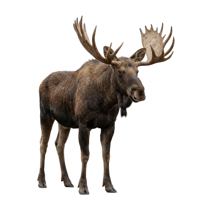Large Adult Bull Moose with Antlers