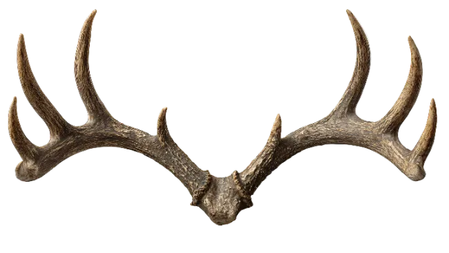 Large Deer Antlers Isolated