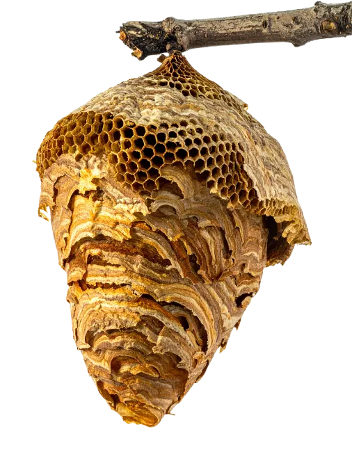 Large Wasp Nest Hanging From Branch