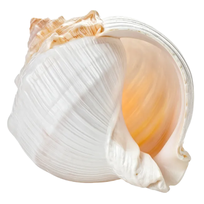 Large White Sea Shell With Spiral Interior