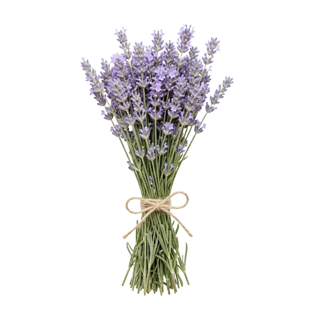 Lavender Bouquet Tied With Twine