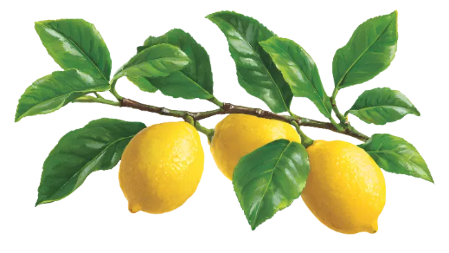 Lemon Branch with Leaves and Fruit
