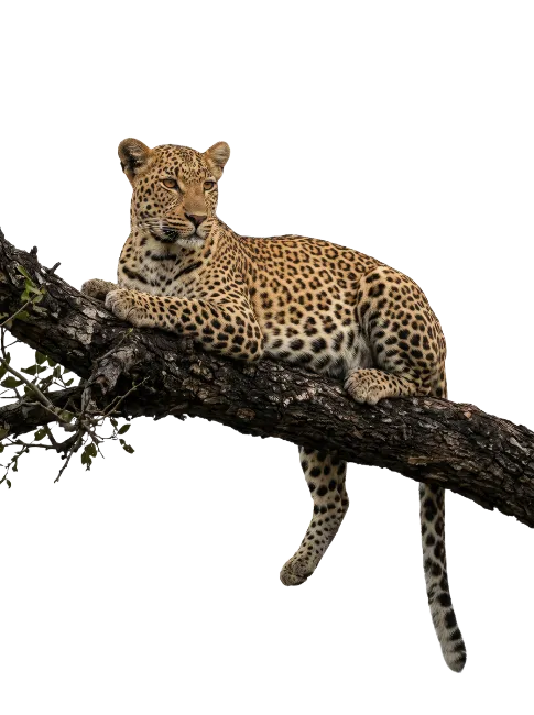 Leopard Resting on a Tree Branch