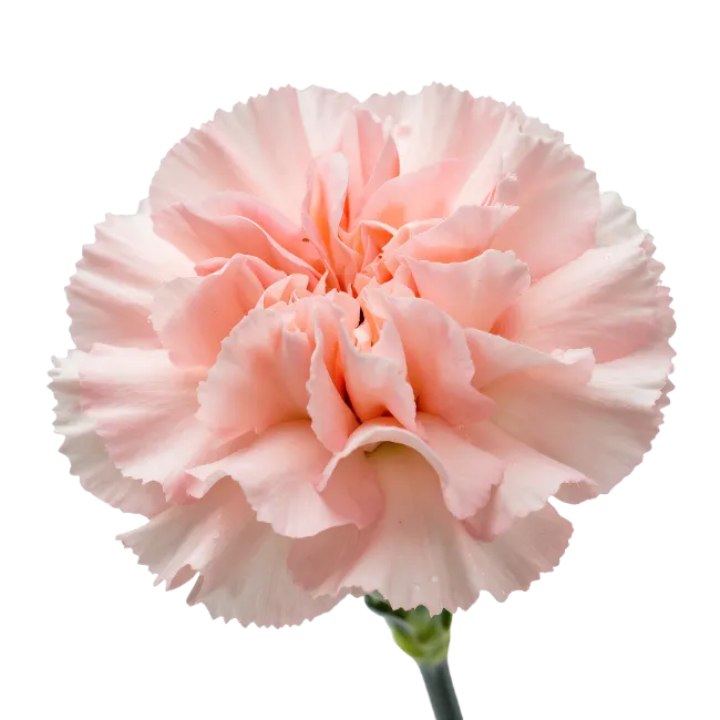 Light Pink Carnation Flower Blossom