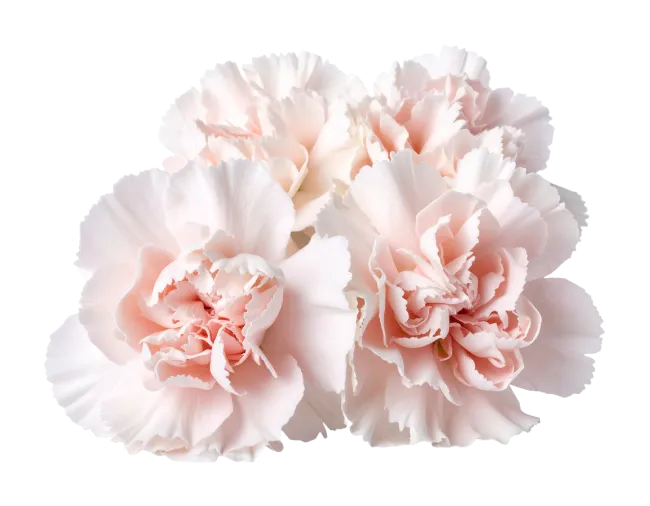 Light Pink Carnation Flowers Bouquet