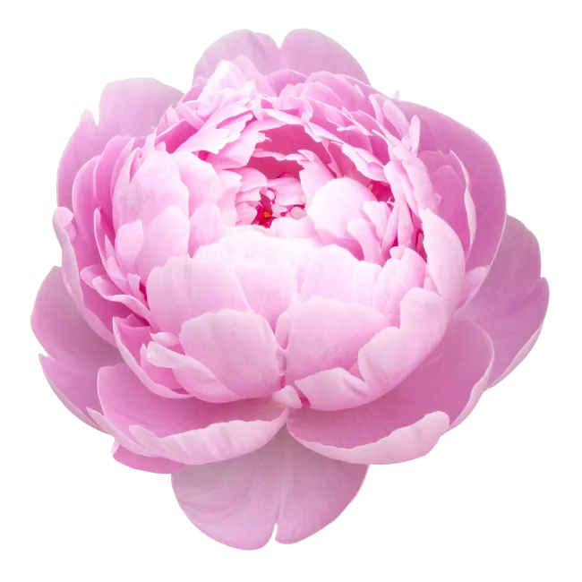 Light Pink Peony Flower Bloom