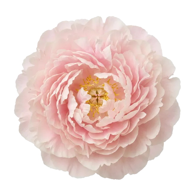 Light Pink Peony Flower Bloom