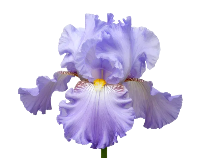Light Purple Iris Flower