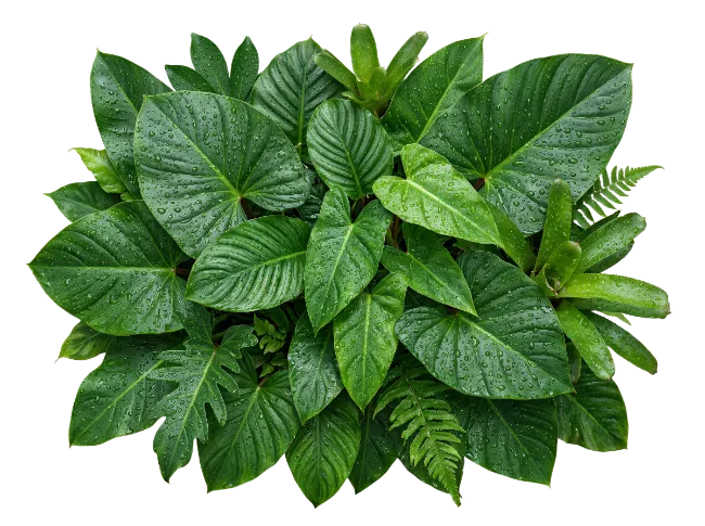 Lush Green Tropical Leaves Arrangement