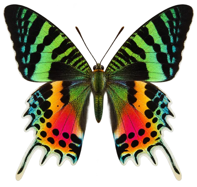 Madagascan Sunset Moth Insect Specimen