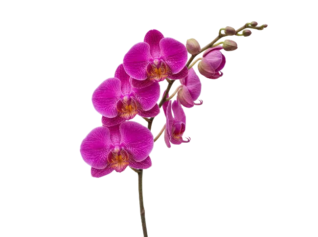 Magenta Orchid Branch with Blossoms and Buds