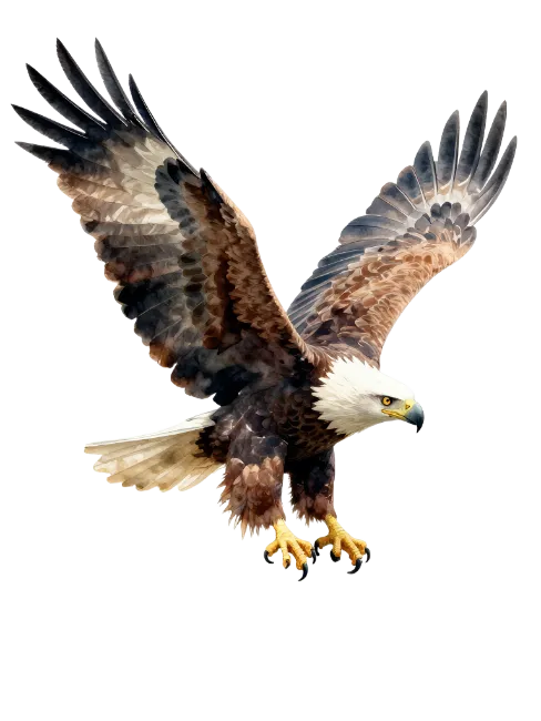 Majestic Bald Eagle In Flight