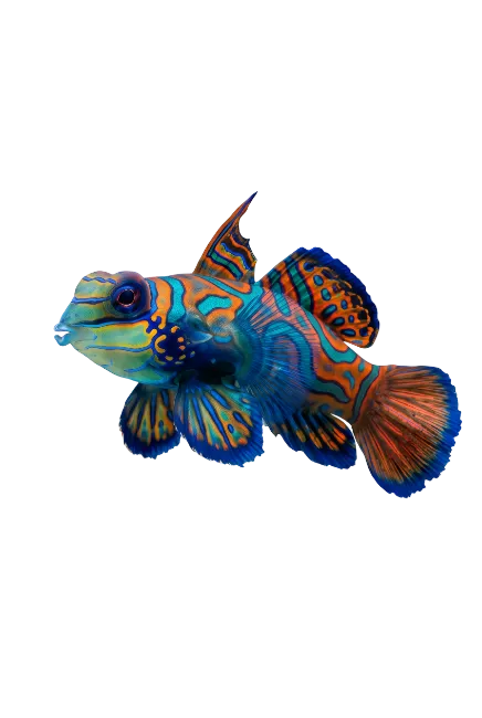 Mandarin Fish With Vibrant Blue And Orange Patterns