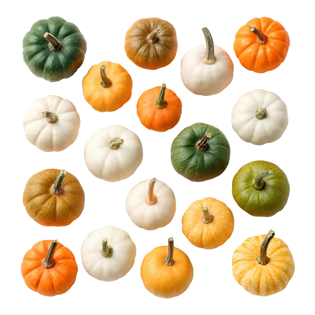Miniature Pumpkins Assortment