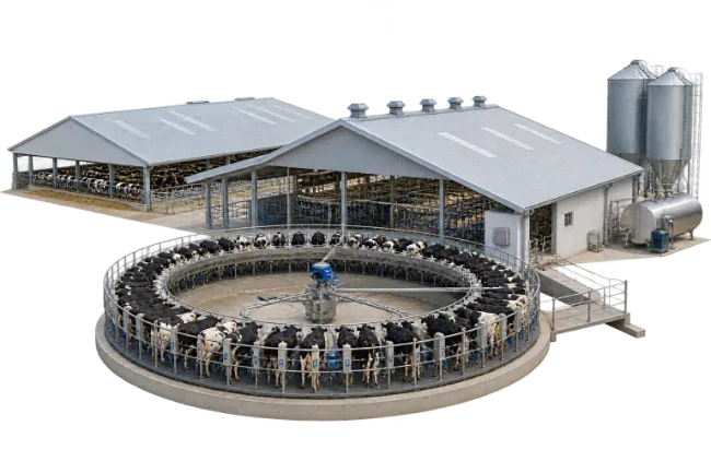Modern Dairy Farm With Rotary Milking Parlor