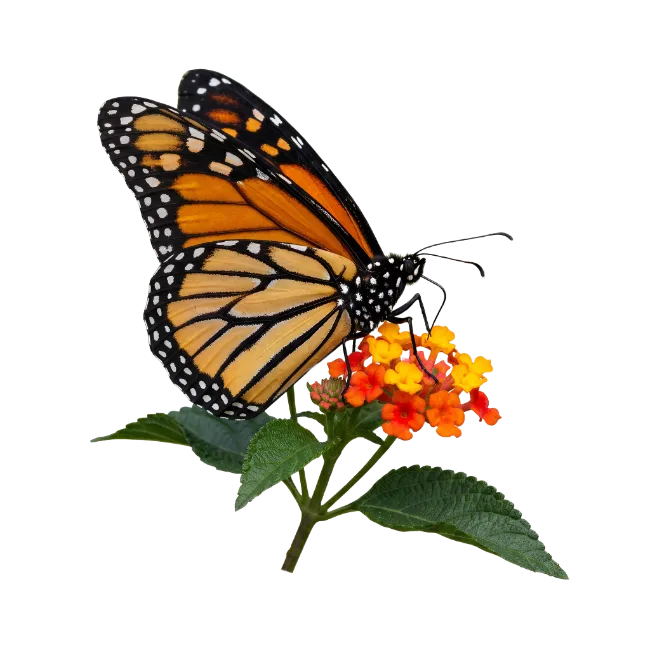 Monarch Butterfly on Flower
