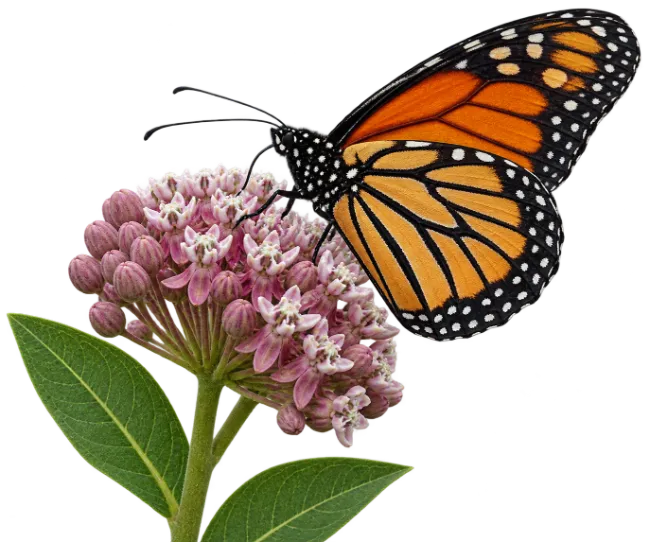 Monarch Butterfly on Milkweed Flower
