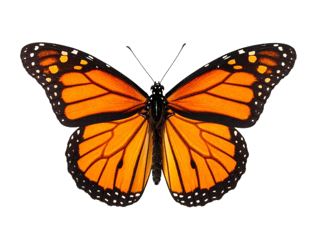 Monarch Butterfly Open Wings
