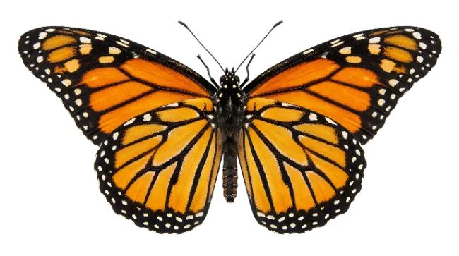 Monarch Butterfly Open Wings