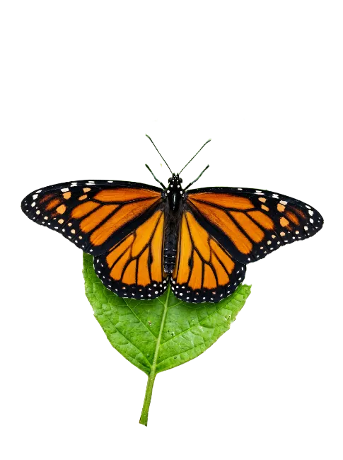 Monarch butterfly resting on a green leaf