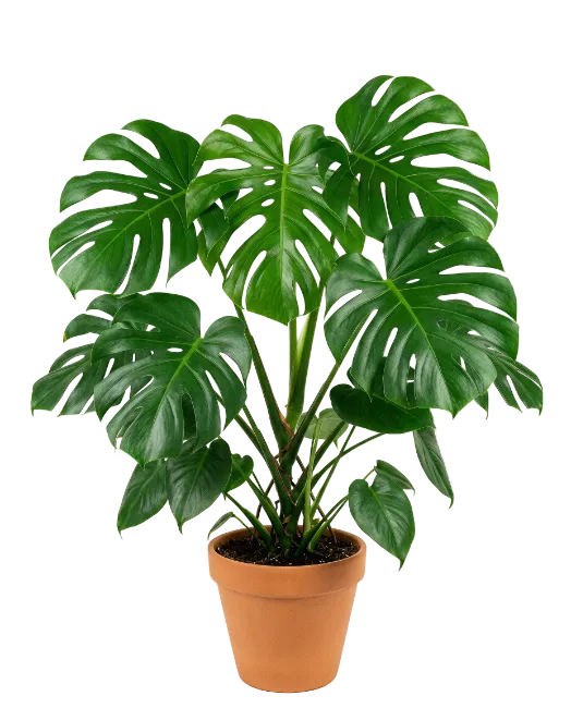 Monstera Houseplant in Terracotta Pot