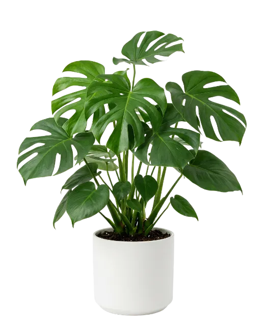 Monstera Houseplant in White Ceramic Pot