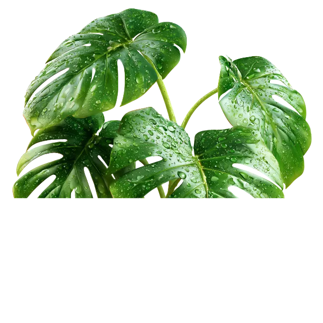Monstera Leaves with Water Drops