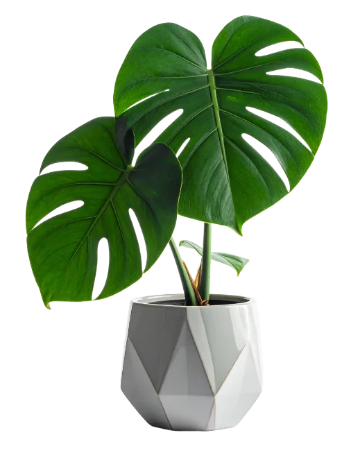 Monstera plant in a white geometric pot