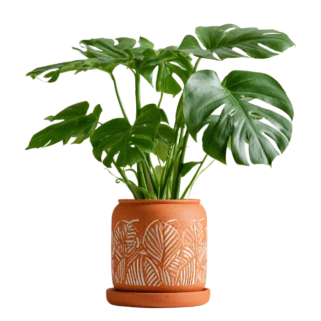 Monstera Plant in Terracotta Pot