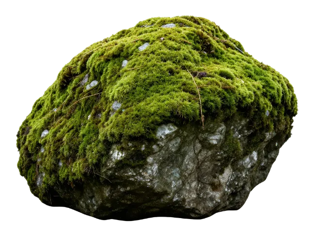 Moss Covered Rock