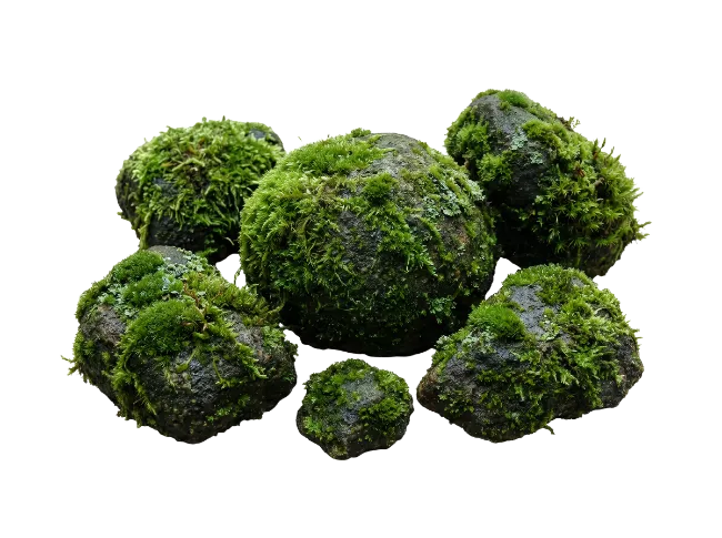 Moss Covered Rocks