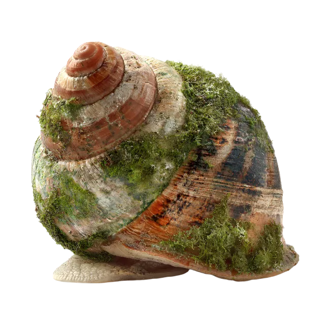 Moss covered snail shell