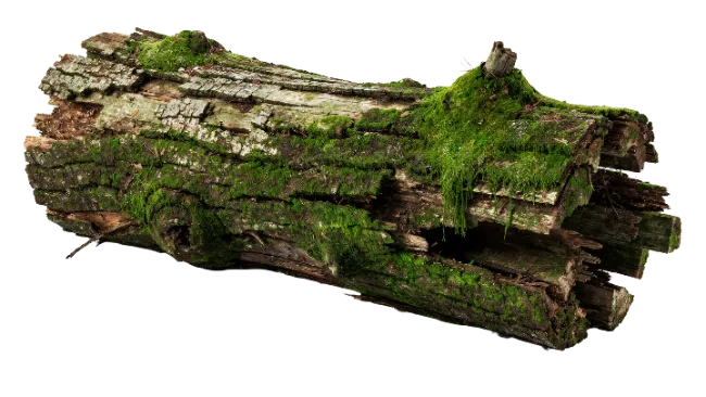 Moss Covered Tree Log