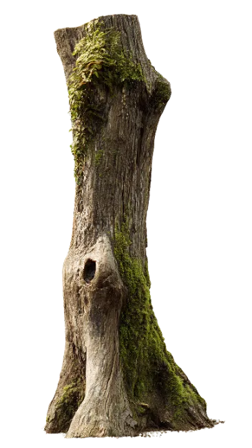 Moss Covered Tree Stump