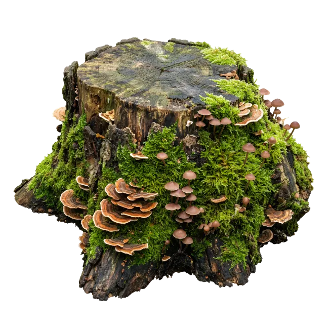 Moss Covered Tree Stump with Mushrooms