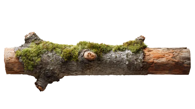 Moss Covered Wooden Log Branch