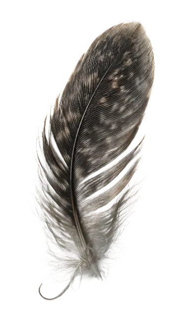 Mottled brown and white bird feather closeup