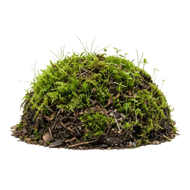 Mound of green moss and soil